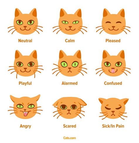 different cat eyes|Cat Eyes: The Various Shapes and Expressions .